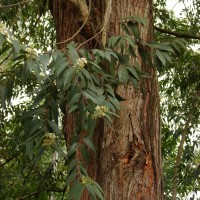 Eucalyptus microcorys F.Muell.